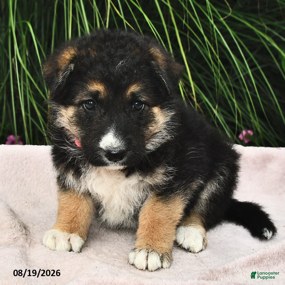 Mixed Breed dogs Emerald  - Ad 1