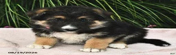 Mixed Breed dogs for sale: Emerald  - Ad 1