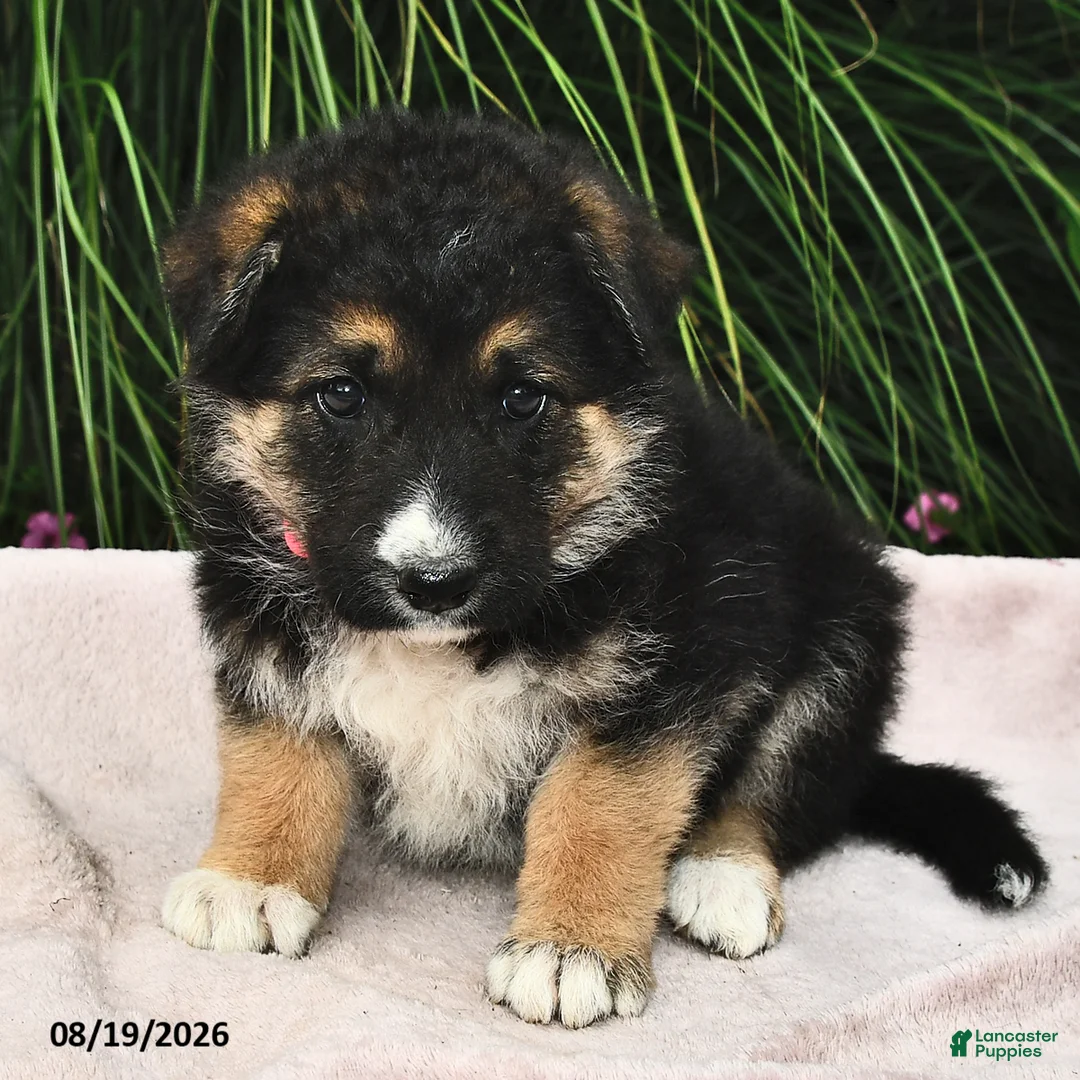 Mixed Breed dogs for sale: Emerald  - Ad 1