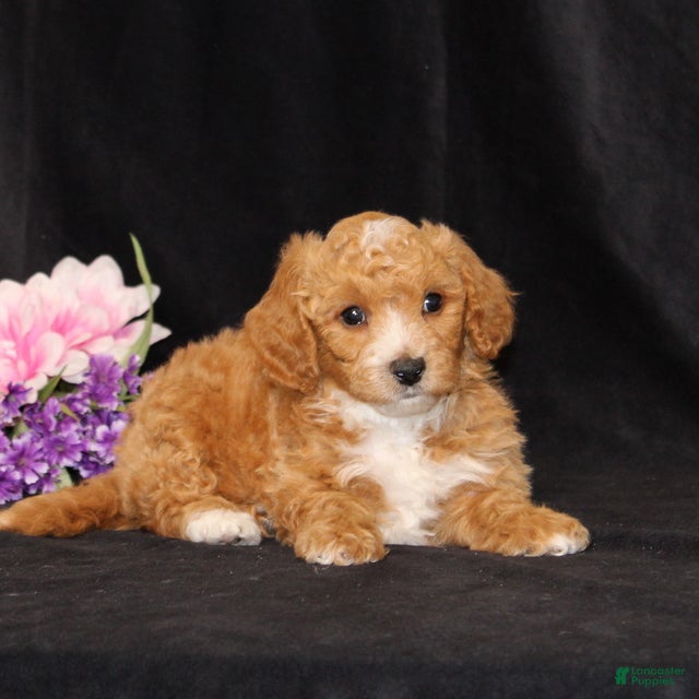 Bichpoo dogs BJ's Princeton - Ad 2