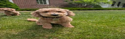 Mini Goldendoodle dogs for sale: Max - Ad 4