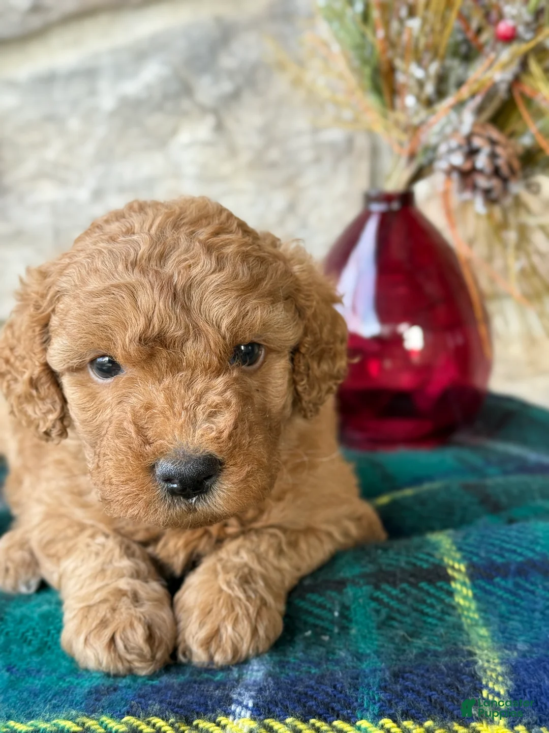 Mini Goldendoodle dogs for sale: Snowball - Ad 12