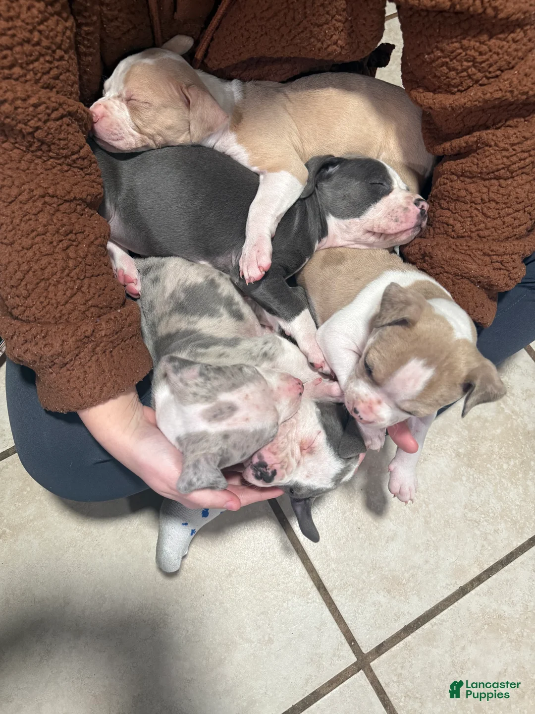 American Bully dogs for sale: American Bully Puppy 1 - Ad 4