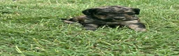Bordoodle dogs for sale: Onyx - Ad 4