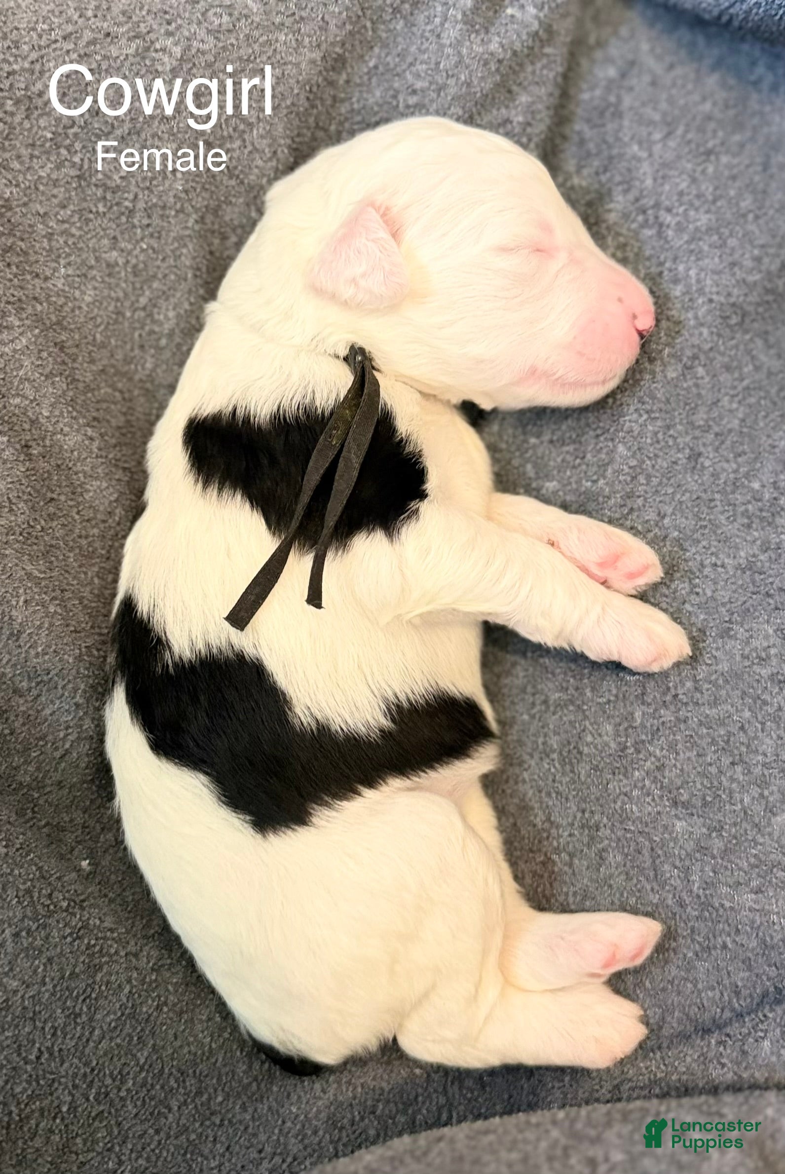 Sheepadoodle dogs Cowgirl - Ad 8