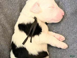 Sheepadoodle dogs Cowgirl - Ad 8