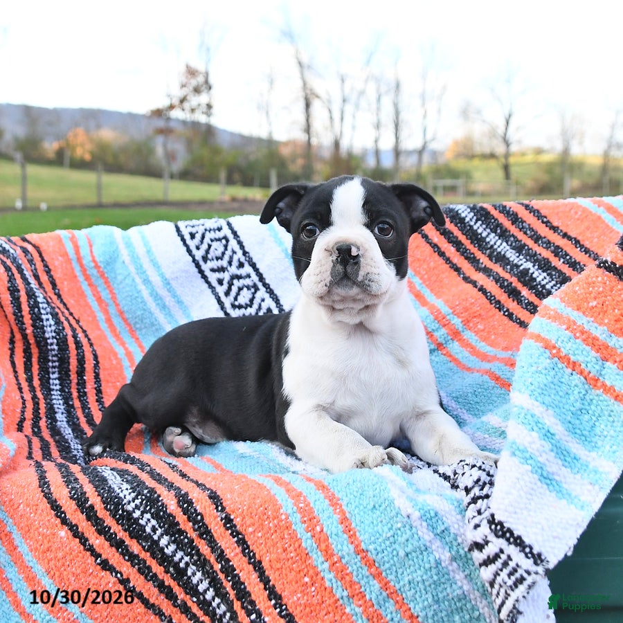 Boston Terrier dogs for sale: Nutmeg - Ad 2