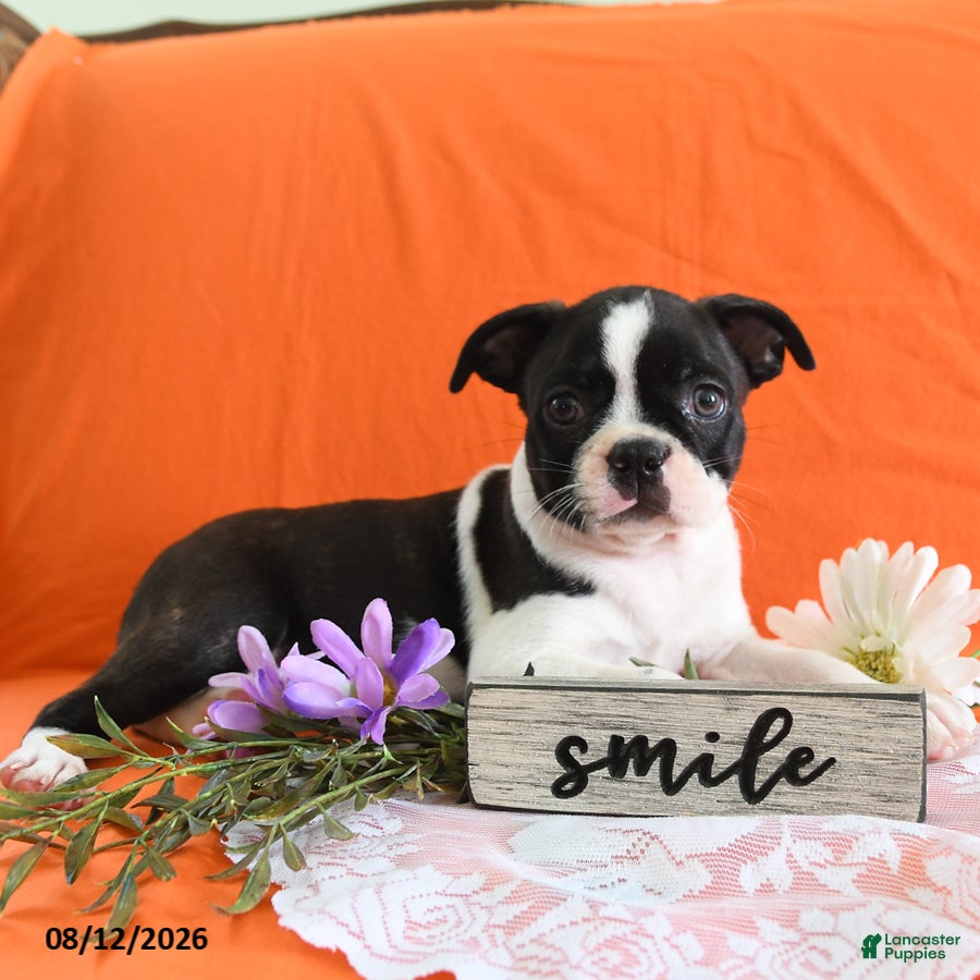 Boston Terrier dogs Ziggy - Ad 1