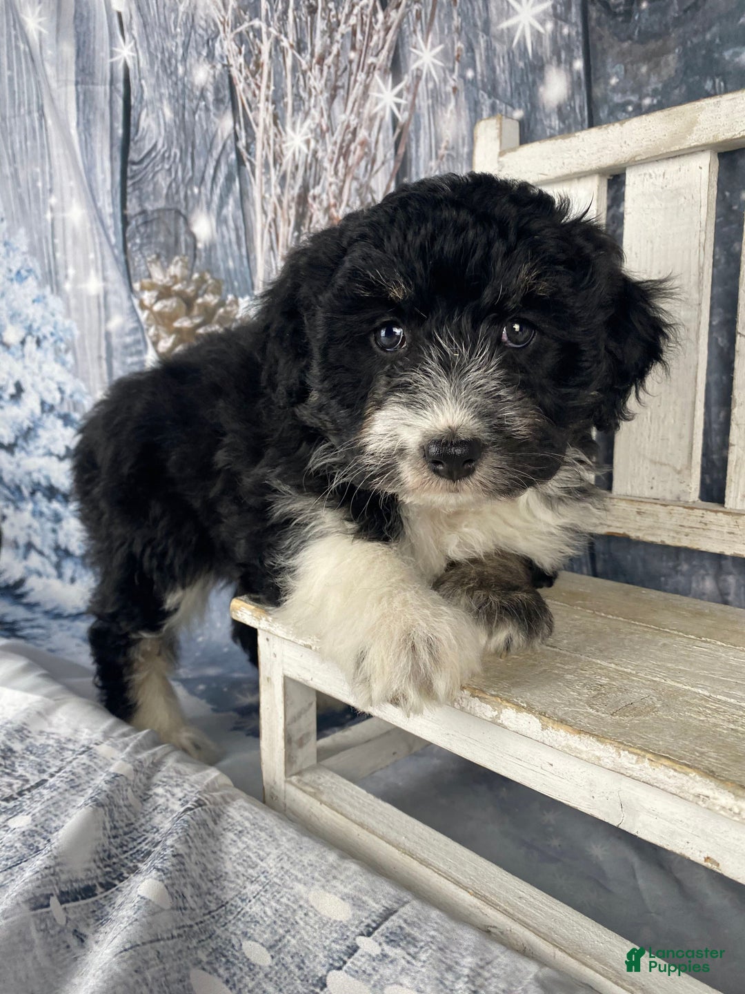 Aussiedoodle dogs for sale: Bella - Ad 5