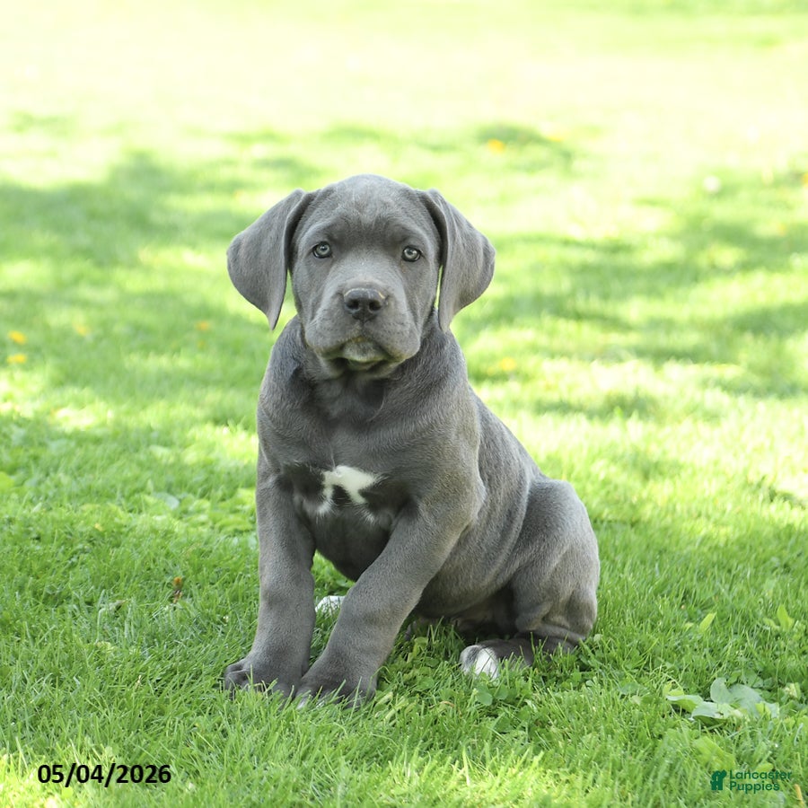 Cane Corso dogs for sale: Scott - Ad 4