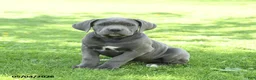 Cane Corso dogs for sale: Scott - Ad 1