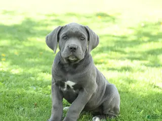 Cane Corso dogs for sale: Scott - Ad 4