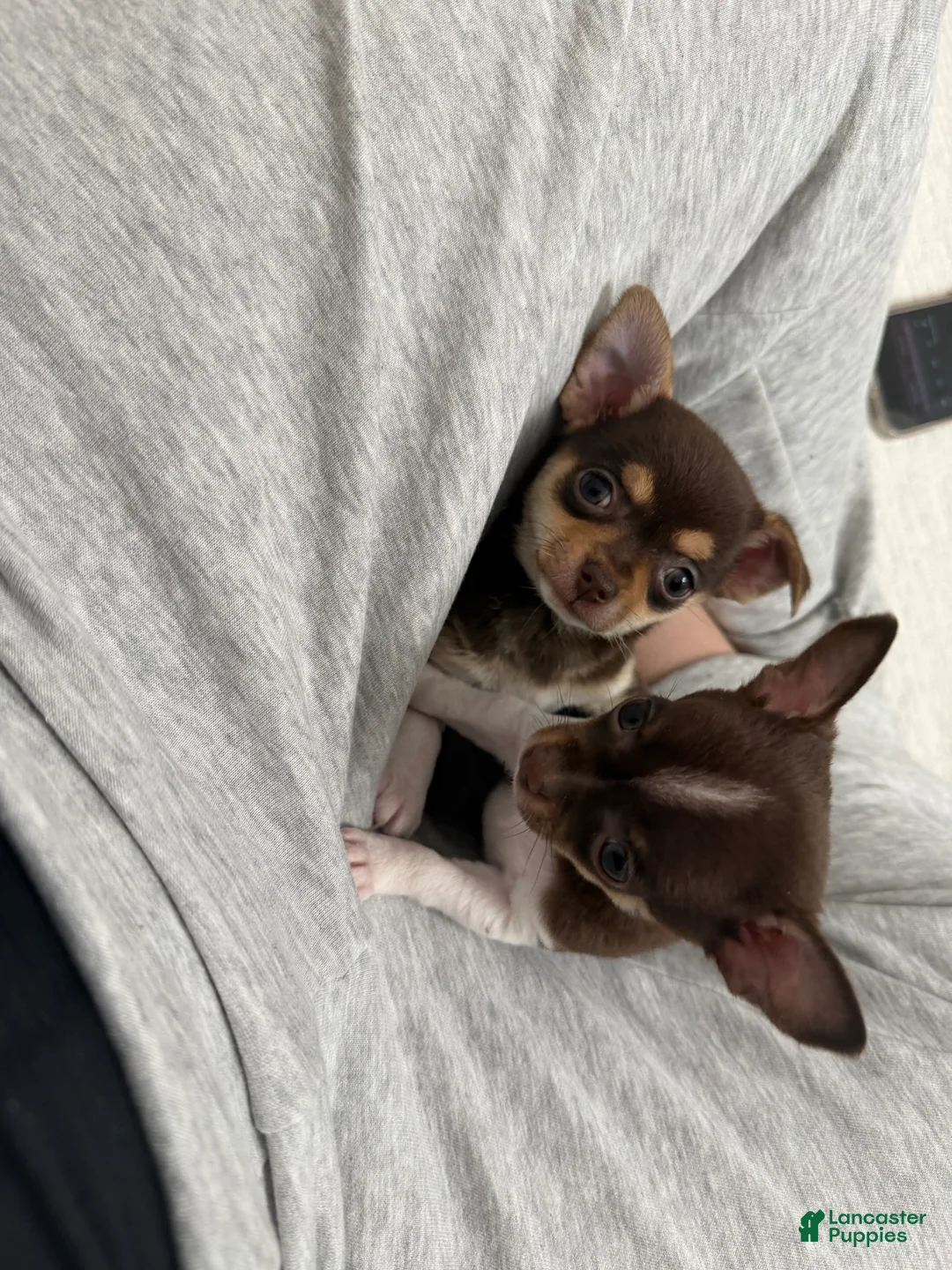 Chihuahua dogs for sale: Maya  - Ad 1