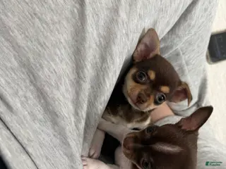 Chihuahua dogs for sale: Maya - Ad 2