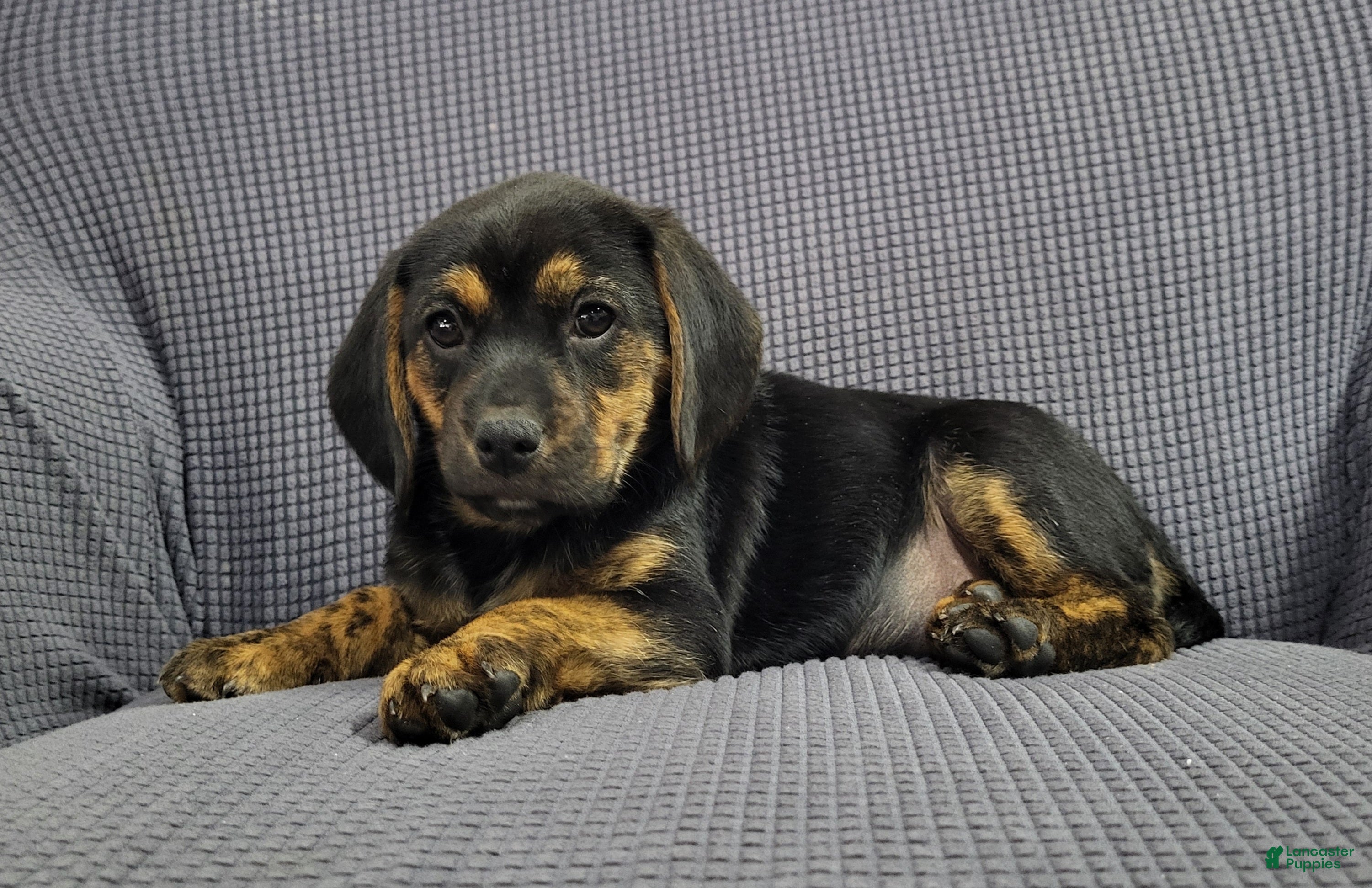 Puggle dogs Lizzy - Ad 1