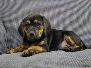 Puggle dogs Lizzy - Ad 1