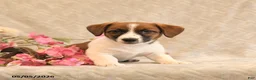 Jack Russell Terrier dogs for sale: Ruger - Ad 3