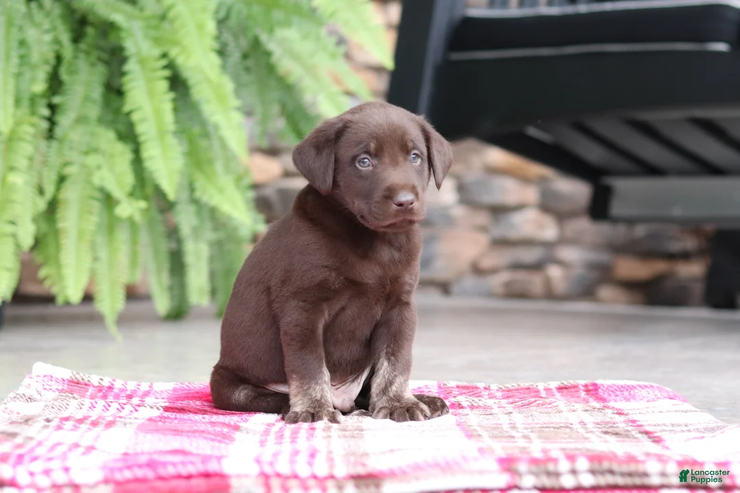 Labrador Retriever dogs for sale: Charlie - Ad 2