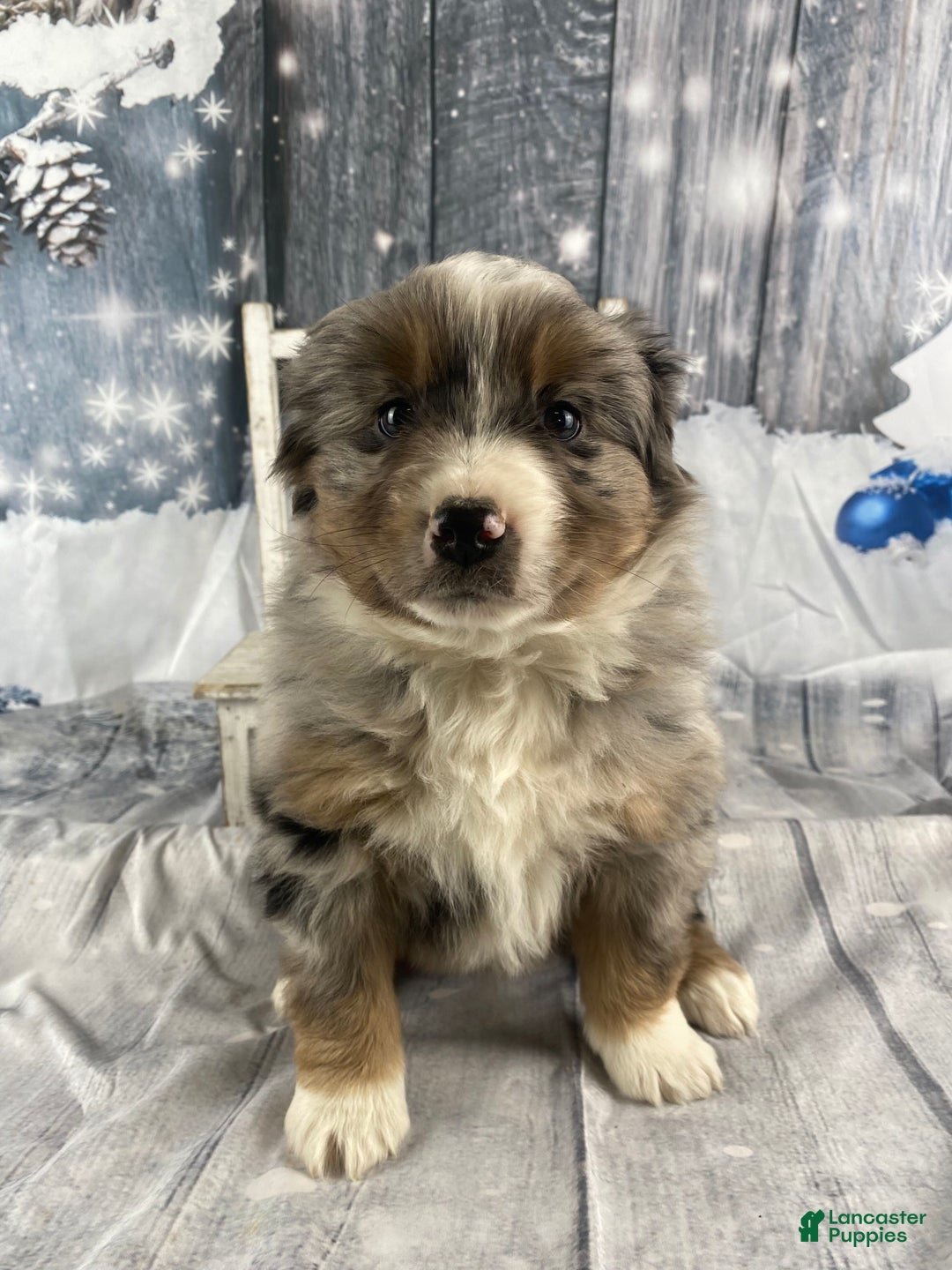 Australian Shepherd dogs for sale: Valor - Ad 3