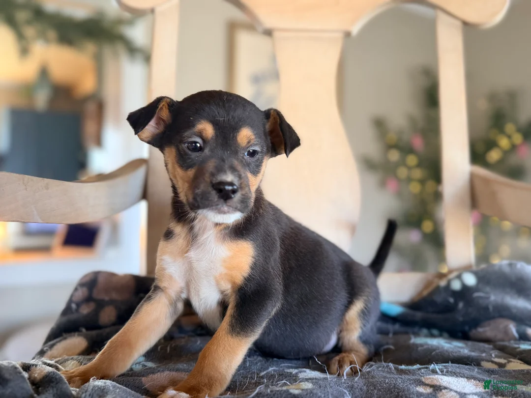 Mixed Breed dogs for sale: Eddie - Ad 2