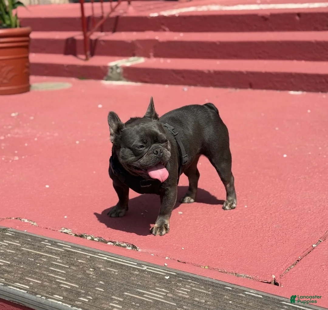 French Bulldog dogs for sale: French Bulldog 2 - Ad 2