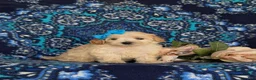 Maltipoo dogs for sale: Cait 8 lbs Full Grown - Ad 3