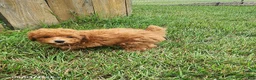 Miniature Poodle dogs for sale: Blake - Ad 3