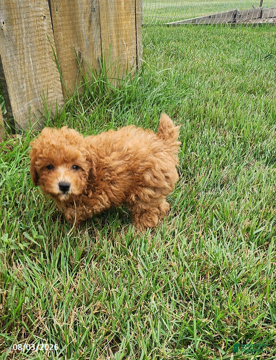 Miniature Poodle dogs for sale: Blake - Ad 3