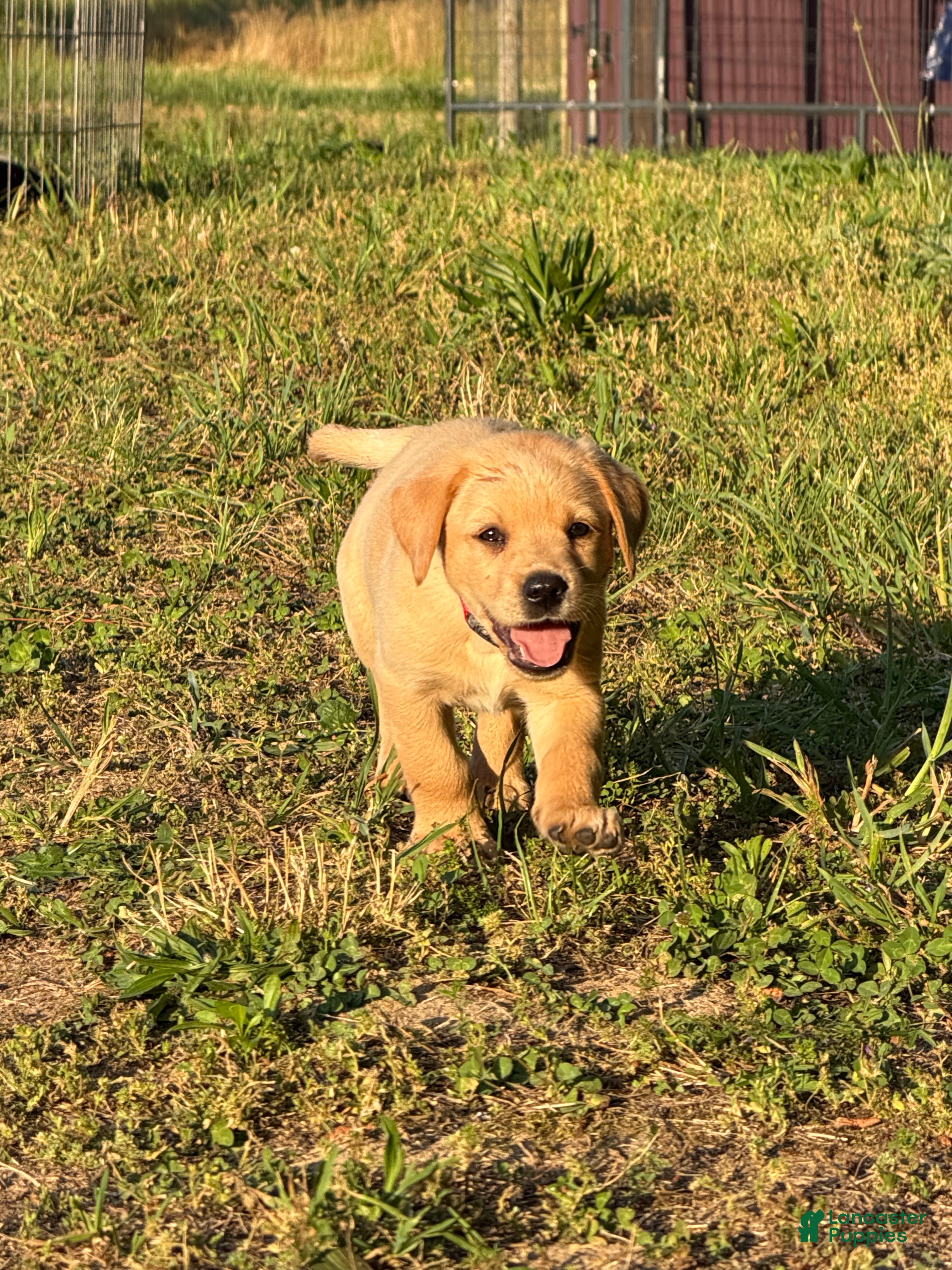 Labrador Retriever dogs Labrador Retriever Puppy 8 - Ad 2