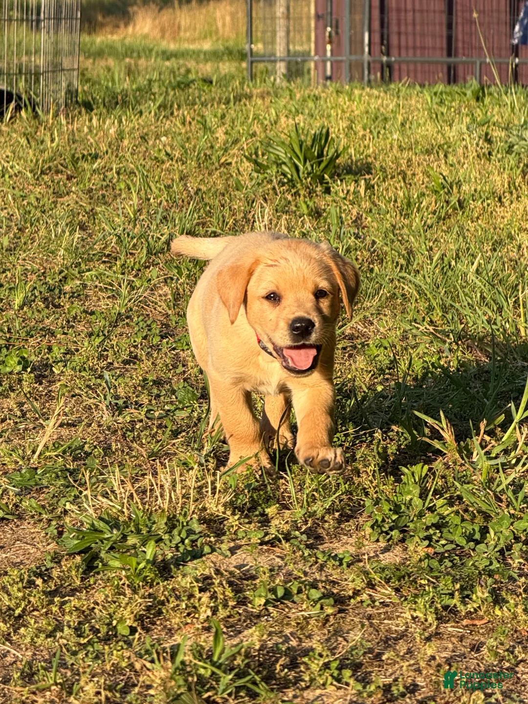 Labrador Retriever dogs for sale: Labrador Retriever Puppy 8 - Ad 2