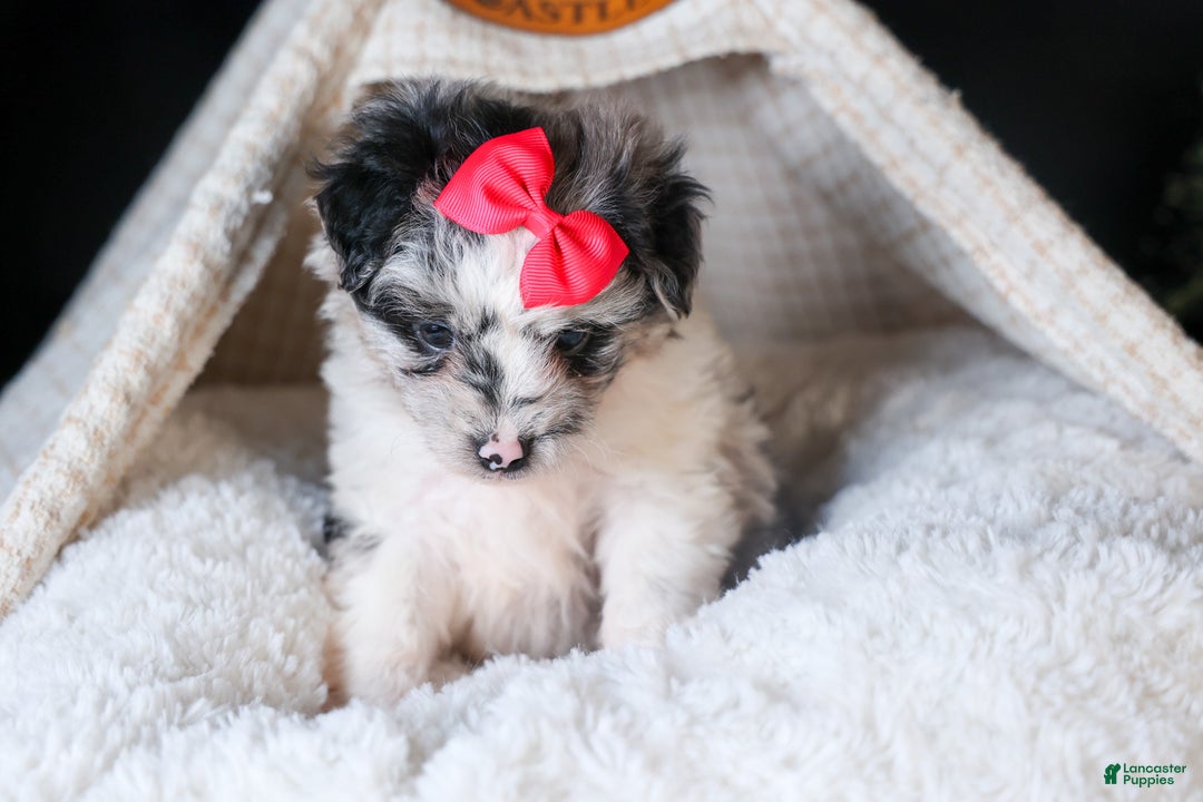 Mini Aussiedoodle dogs for sale: Gabby - Ad 4