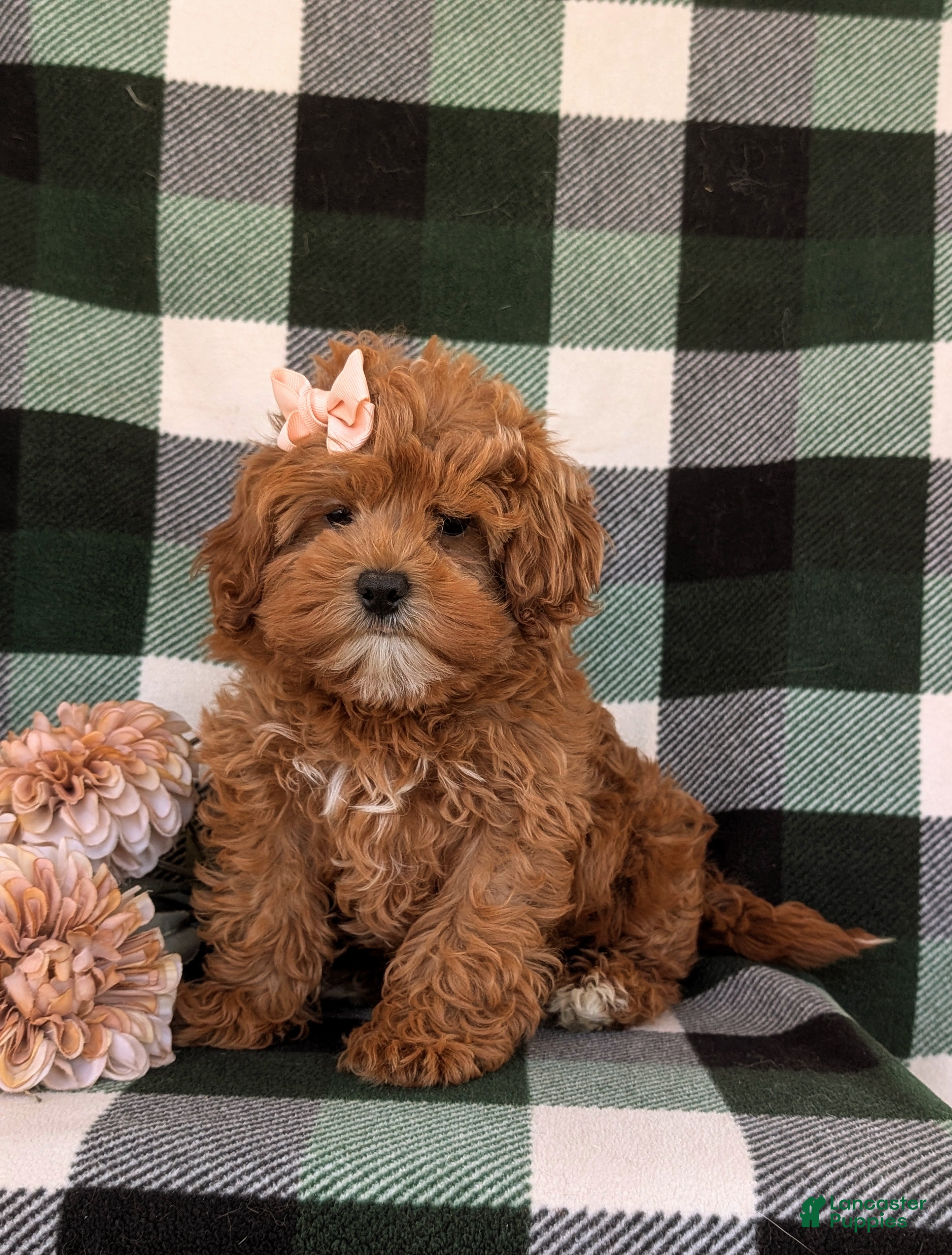 Cavapoo dogs for sale: Cheri Hypoallergenic - Ad 1