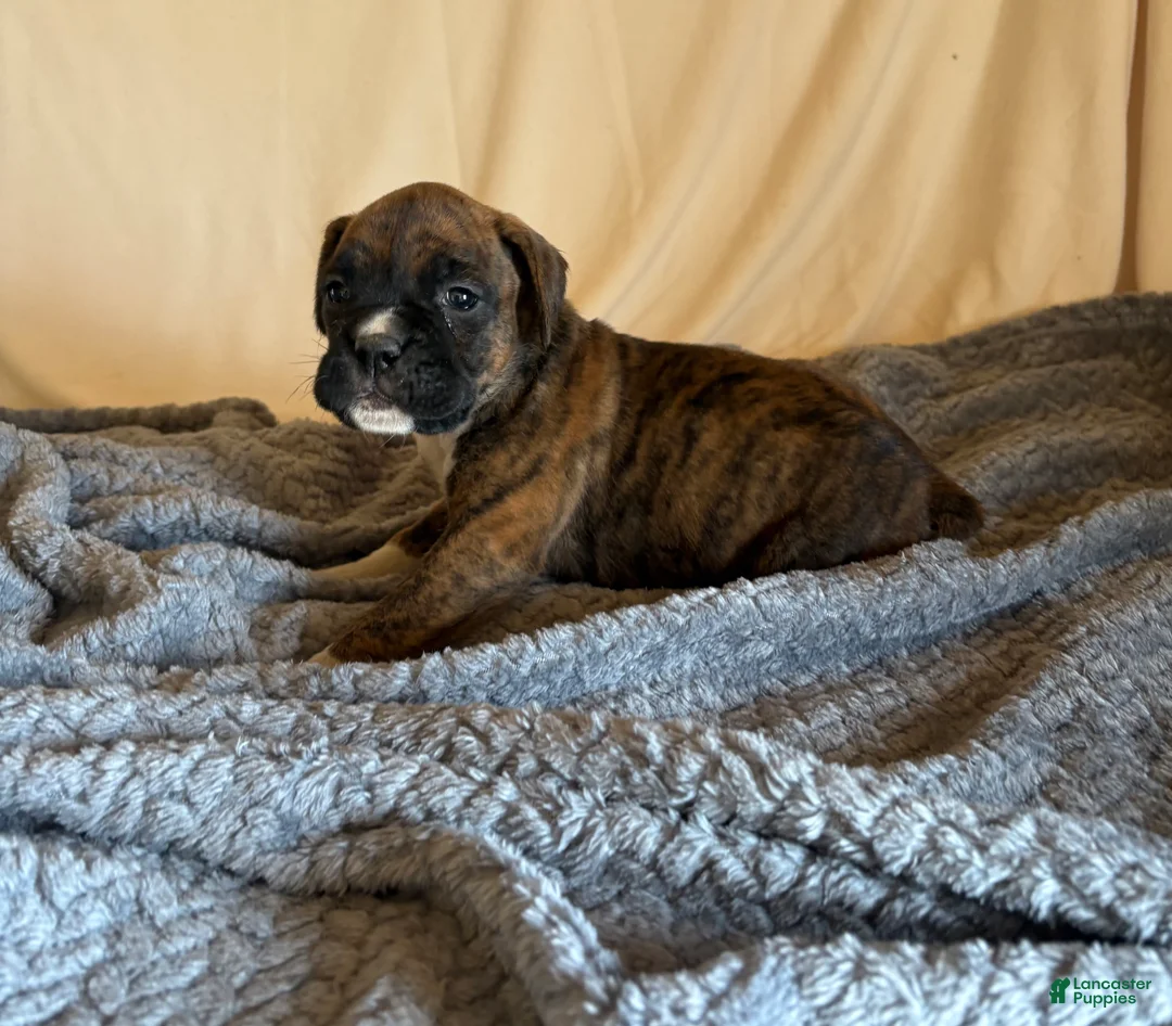 Boxer dogs for sale: Boxer Puppy 6 - Ad 2