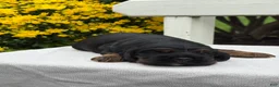 Cocker Spaniel dogs for sale: Harper - Ad 4