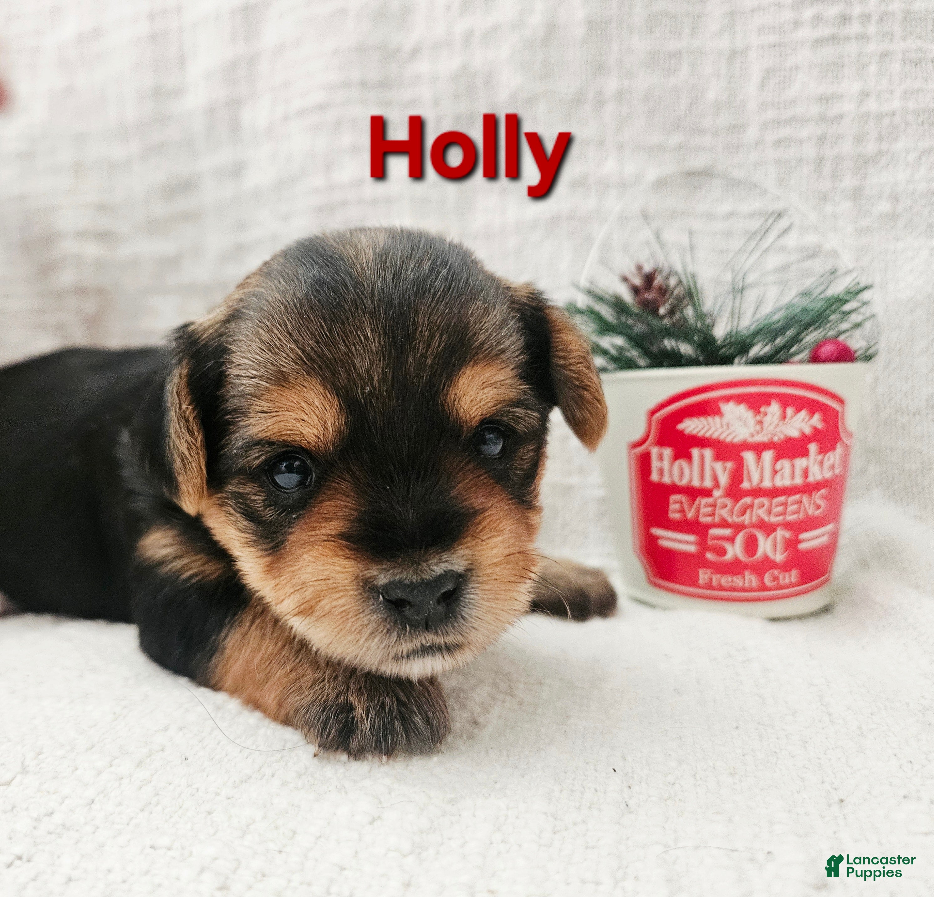 Yorkshire Terrier dogs Holly  - Ad 4