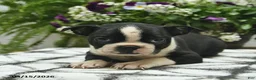 Boston Terrier dogs for sale: Muffin  - Ad 3