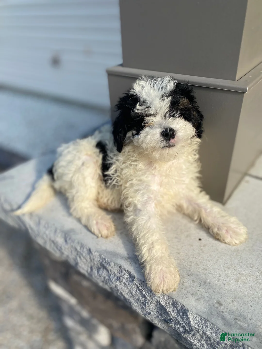 Miniature Poodle dogs for sale: Gus - Ad 13