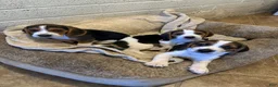 Beagle dogs for sale: Pinto - Ad 10