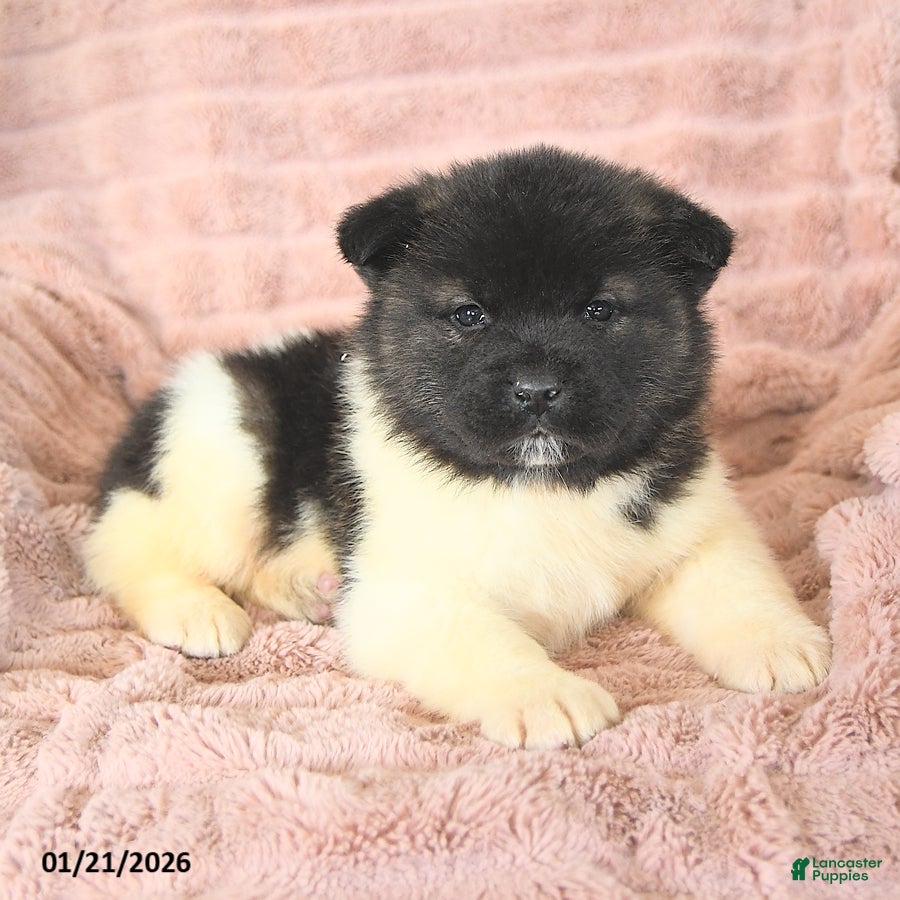 Akita dogs Fang - Ad 7