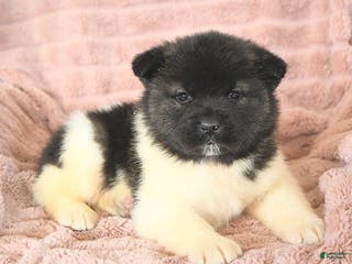 Akita dogs Fang - Ad 7