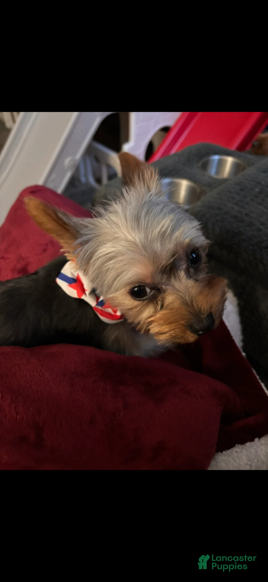 Yorkshire Terrier dogs for sale: Teacup Yorkshire Terrier Puppy  - Ad 8