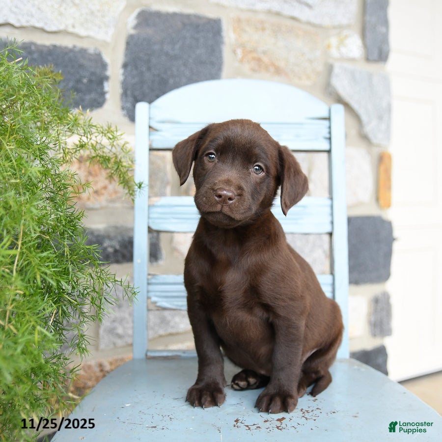 Labrador Retriever dogs Crouton - Ad 18