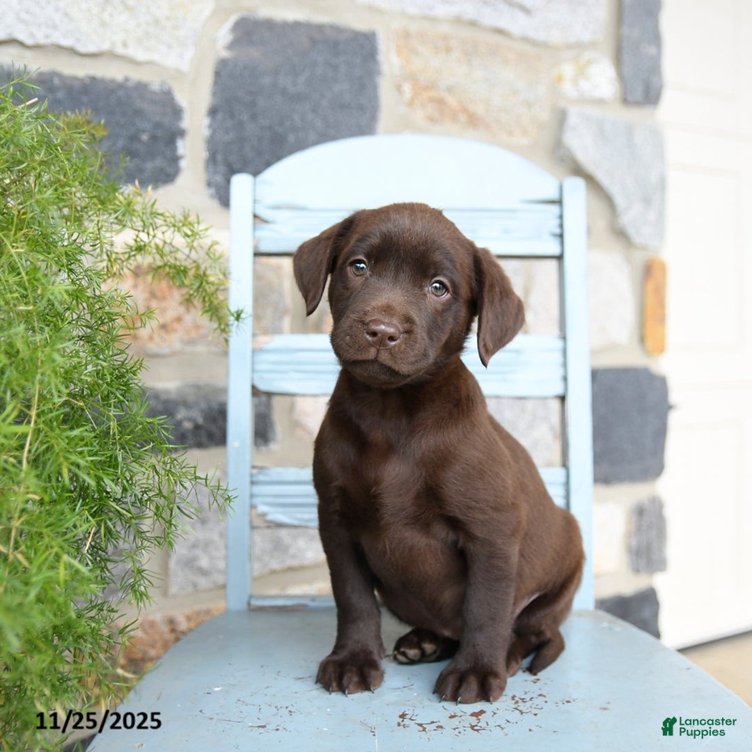 Labrador Retriever dogs for sale: Crouton - Ad 1