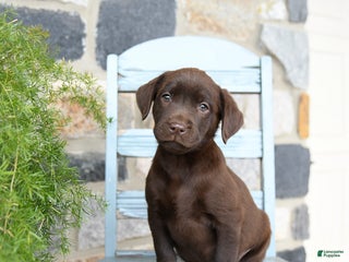 Labrador Retriever dogs Crouton - Ad 41