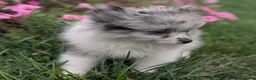 Pomeranian dogs for sale: Dazzle - Ad 8