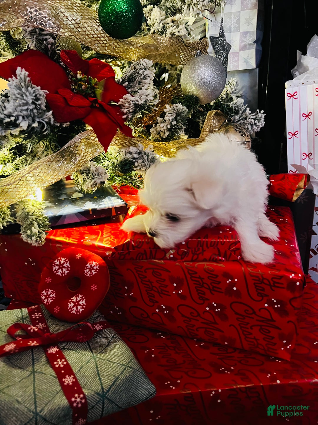 Maltese dogs for sale: Ribbons - Ad 20