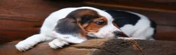 Beagle dogs for sale:  Dallas 🐾 - Ad 17