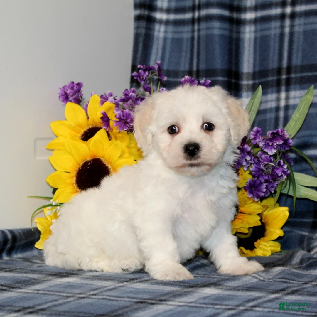 Bichon Frise dogs for sale: Frisky - Ad 4