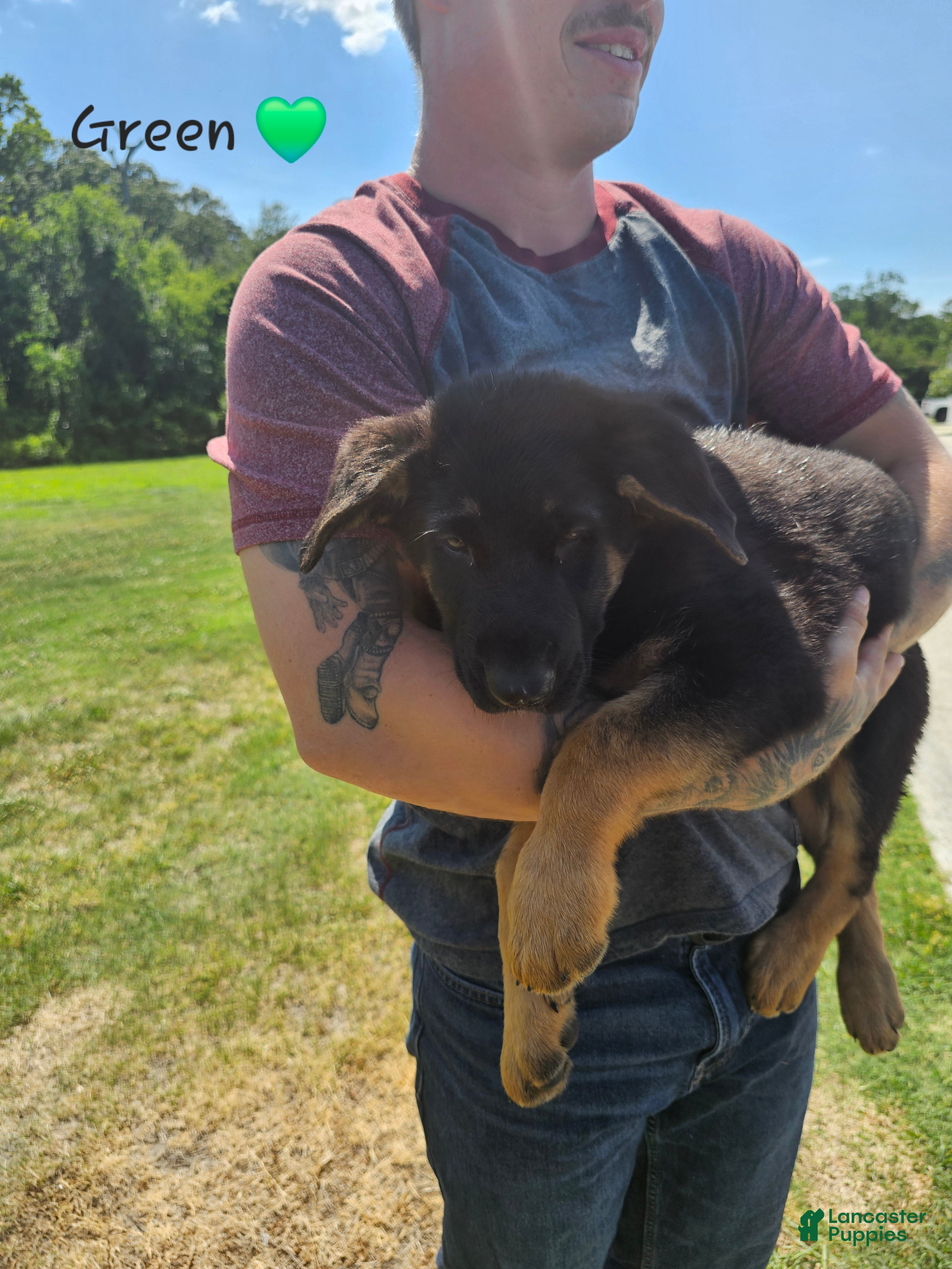 German Shepherd dogs German Shepherd  puppys - Ad 2
