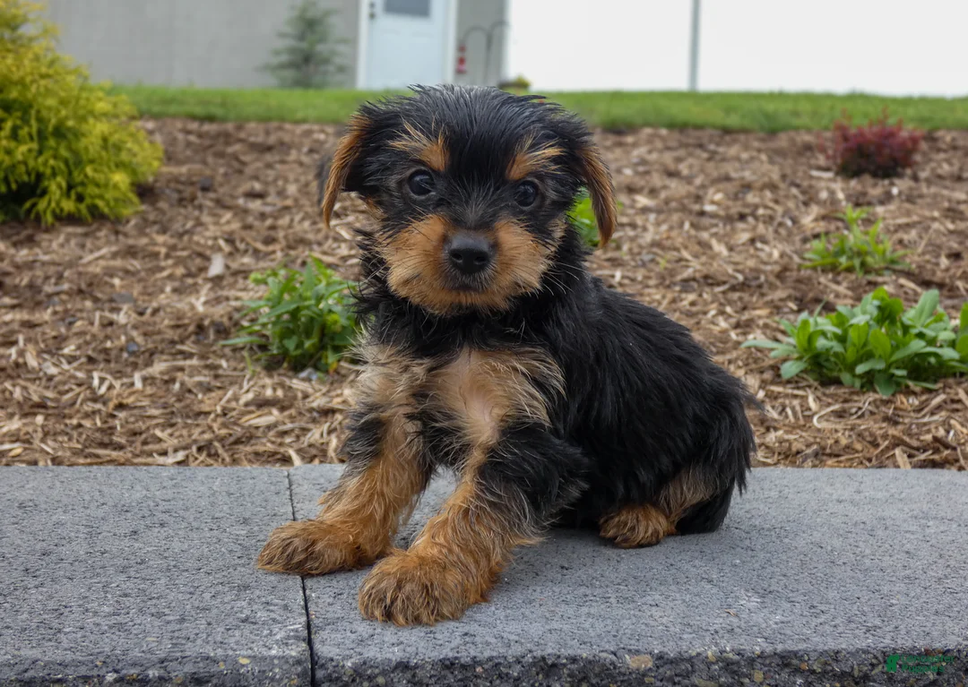 Yorkshire Terrier dogs for sale: Waylon - Ad 1